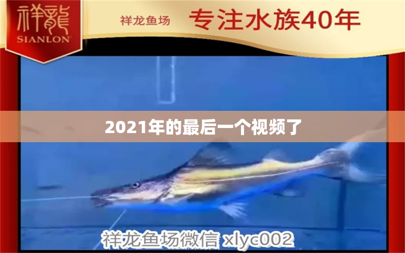 2021年的最后一个视频了 观赏鱼论坛 第2张