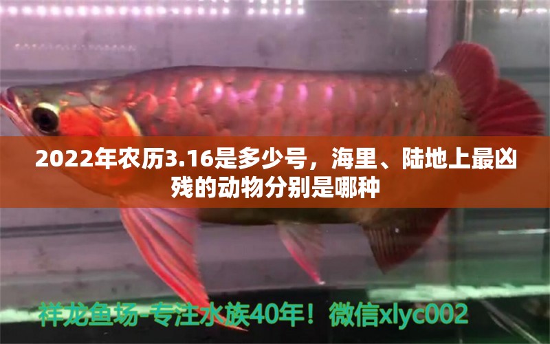 2022年农历3.16是多少号，海里、陆地上最凶残的动物分别是哪种