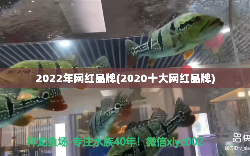 2022年网红品牌(2020十大网红品牌) 银古鱼苗