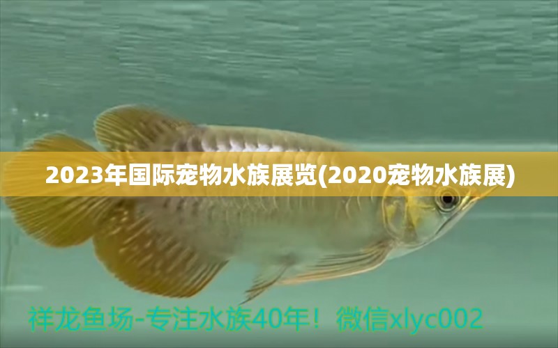 2023年国际宠物水族展览(2020宠物水族展)