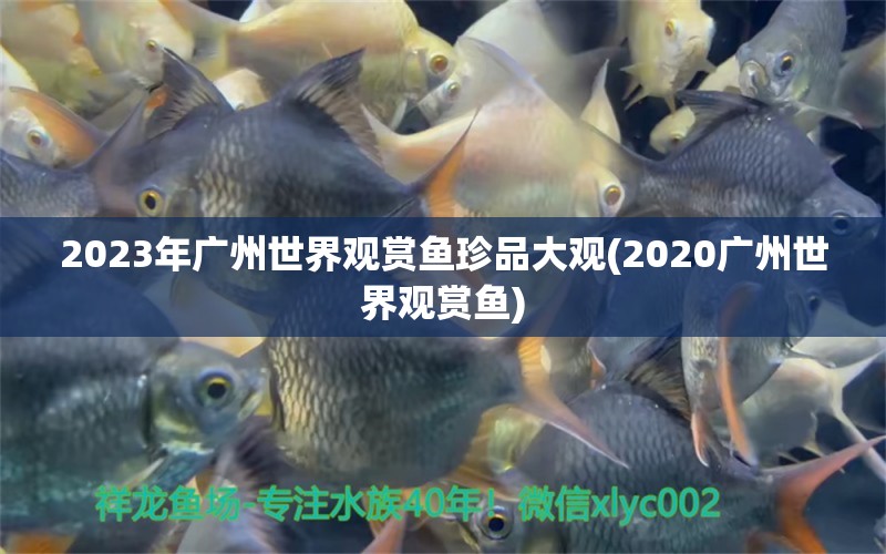 2023年广州世界观赏鱼珍品大观(2020广州世界观赏鱼)