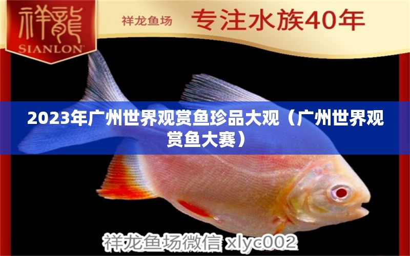 2023年广州世界观赏鱼珍品大观（广州世界观赏鱼大赛） 广州水族批发市场