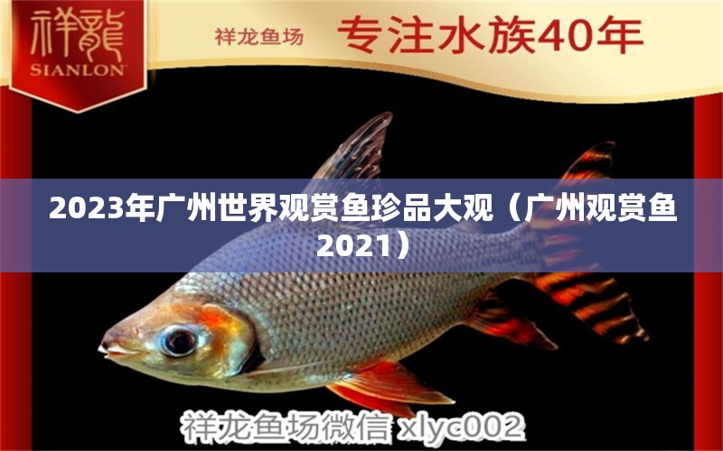 2023年广州世界观赏鱼珍品大观（广州观赏鱼2021） 观赏鱼