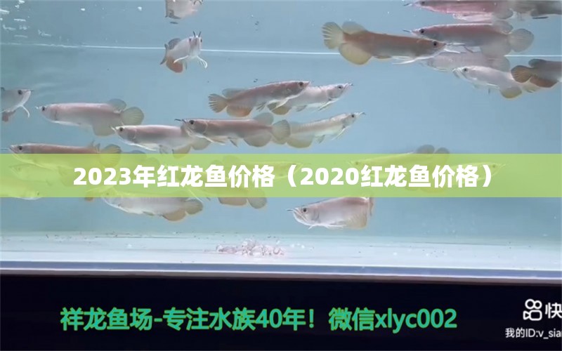 2023年红龙鱼价格（2020红龙鱼价格）