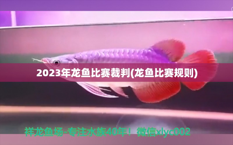 2023年龙鱼比赛裁判(龙鱼比赛规则) 2024第28届中国国际宠物水族展览会CIPS（长城宠物展2024 CIPS） 第1张