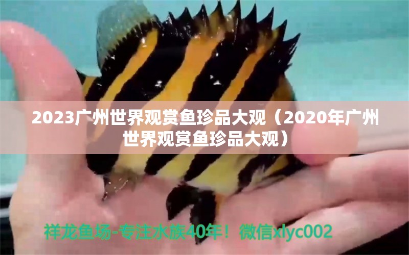 2023广州世界观赏鱼珍品大观（2020年广州世界观赏鱼珍品大观）