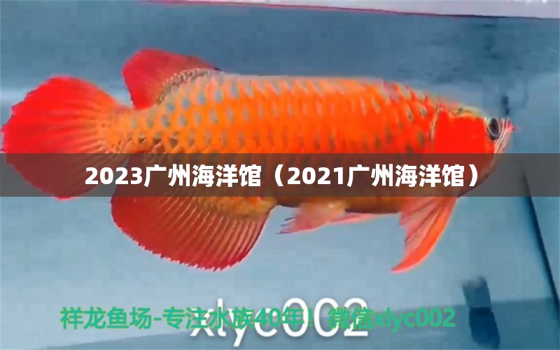 2023广州海洋馆（2021广州海洋馆）