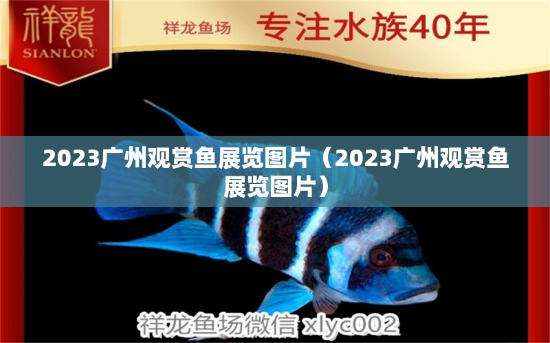 2023广州观赏鱼展览图片（2023广州观赏鱼展览图片） 观赏鱼