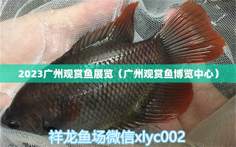 2023广州观赏鱼展览（广州观赏鱼博览中心） 观赏鱼