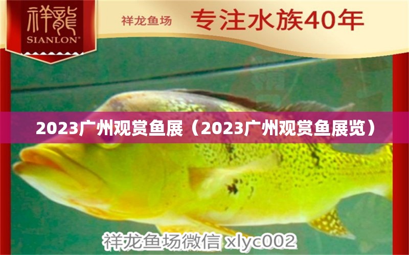 2023广州观赏鱼展（2023广州观赏鱼展览）