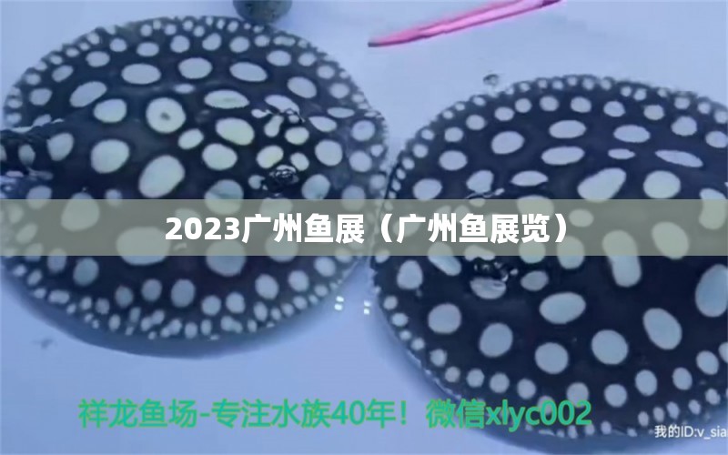 2023广州鱼展（广州鱼展览） 观赏鱼