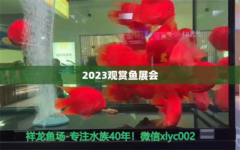 2023观赏鱼展会 祥龙鱼场