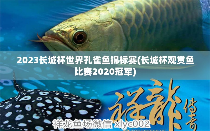 2023长城杯世界孔雀鱼锦标赛(长城杯观赏鱼比赛2020冠军)