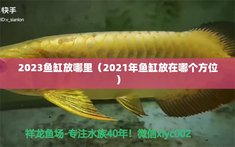 2023鱼缸放哪里（2021年鱼缸放在哪个方位）