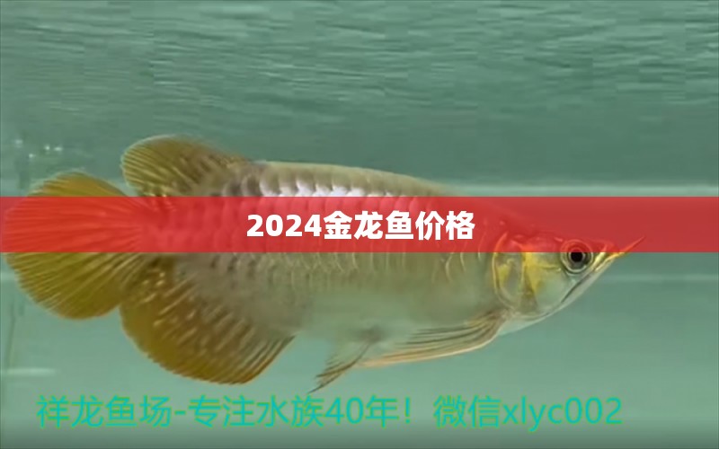 2024金龙鱼价格 龙鱼百科 第1张