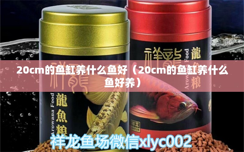 20cm的鱼缸养什么鱼好（20cm的鱼缸养什么鱼好养） 其他品牌鱼缸