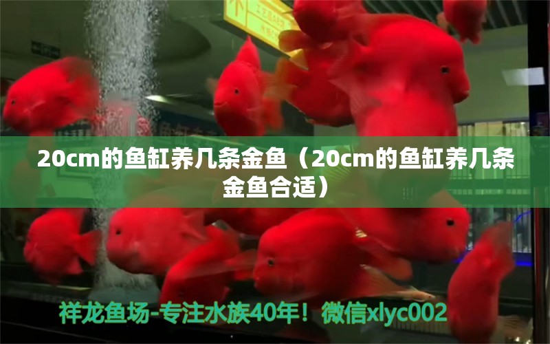 20cm的鱼缸养几条金鱼（20cm的鱼缸养几条金鱼合适）