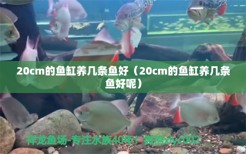 20cm的鱼缸养几条鱼好（20cm的鱼缸养几条鱼好呢） 其他品牌鱼缸