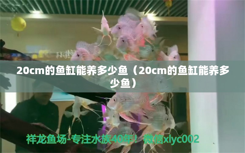 20cm的鱼缸能养多少鱼（20cm的鱼缸能养多少鱼） 其他品牌鱼缸