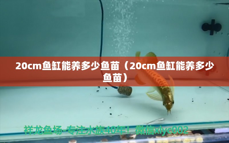 20cm鱼缸能养多少鱼苗（20cm鱼缸能养多少鱼苗） 其他品牌鱼缸