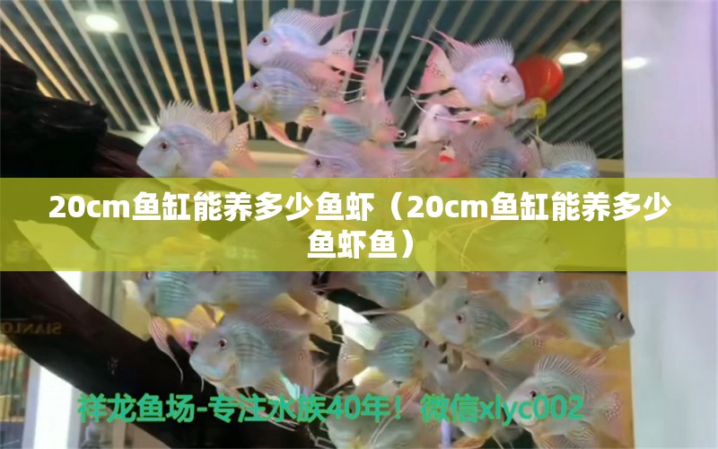 20cm鱼缸能养多少鱼虾（20cm鱼缸能养多少鱼虾鱼） 其他品牌鱼缸