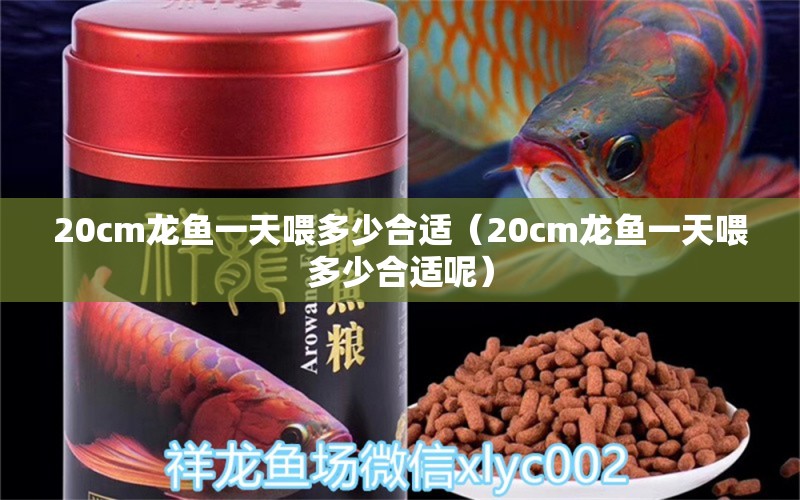 20cm龙鱼一天喂多少合适（20cm龙鱼一天喂多少合适呢）