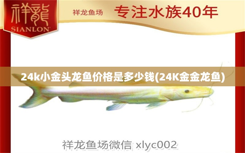 24k小金头龙鱼价格是多少钱(24K金金龙鱼) 硝化细菌