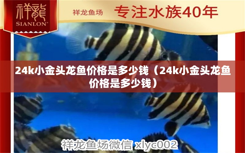 24k小金头龙鱼价格是多少钱（24k小金头龙鱼价格是多少钱）