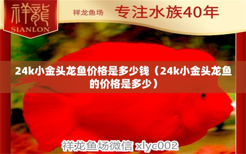 24k小金头龙鱼价格是多少钱（24k小金头龙鱼的价格是多少） 水族问答 第2张