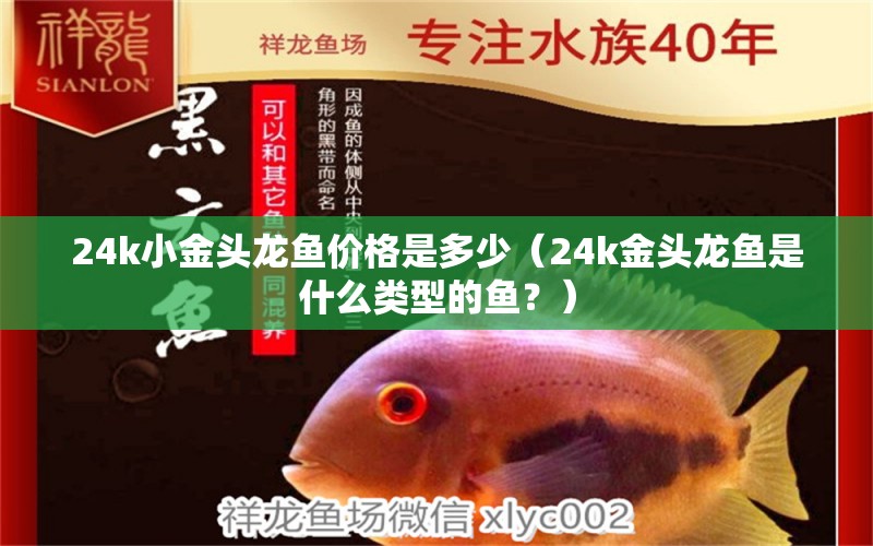 24k小金头龙鱼价格是多少（24k金头龙鱼是什么类型的鱼？） 水族问答 第1张