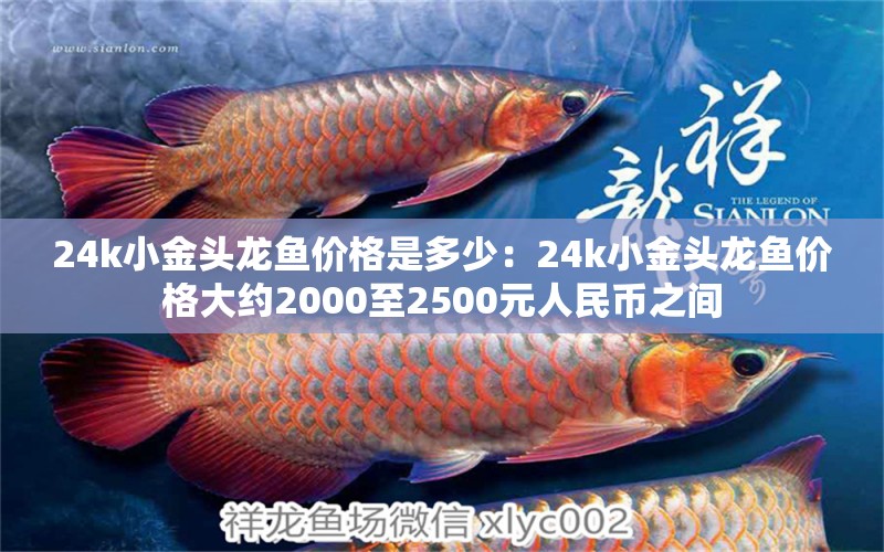 24k小金头龙鱼价格是多少：24k小金头龙鱼价格大约2000至2500元人民币之间