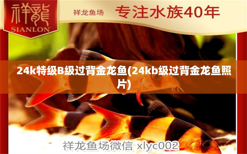 24k特级B级过背金龙鱼(24kb级过背金龙鱼照片)