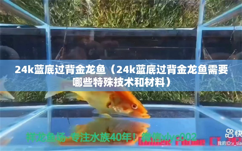 24k蓝底过背金龙鱼（24k蓝底过背金龙鱼需要哪些特殊技术和材料） 水族问答 第2张