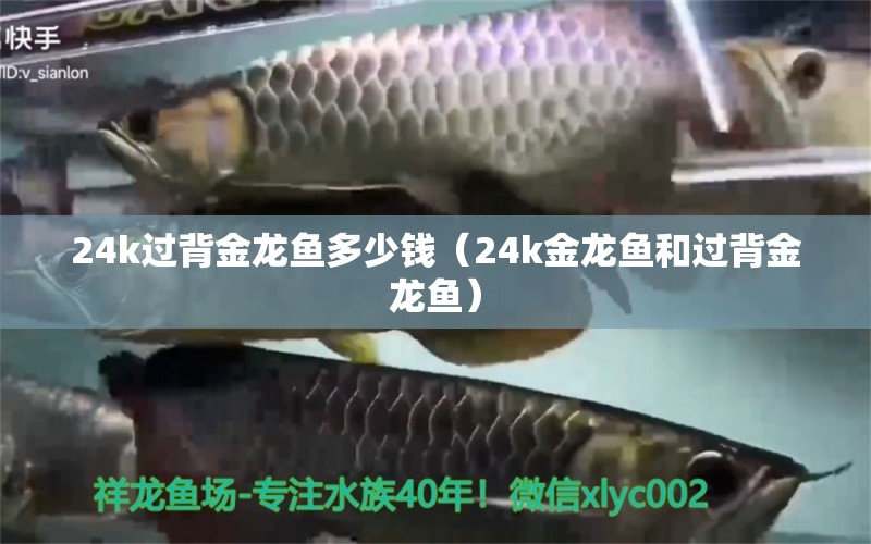 24k过背金龙鱼多少钱（24k金龙鱼和过背金龙鱼）