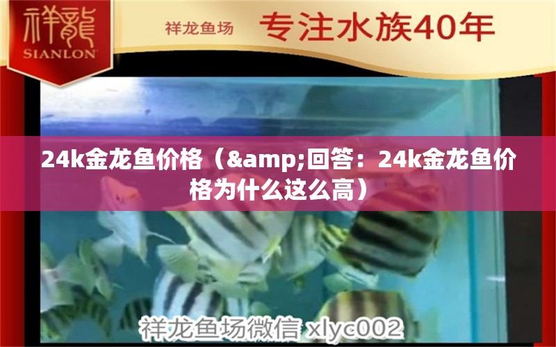 24k金龙鱼价格（&回答：24k金龙鱼价格为什么这么高） 水族问答 第2张