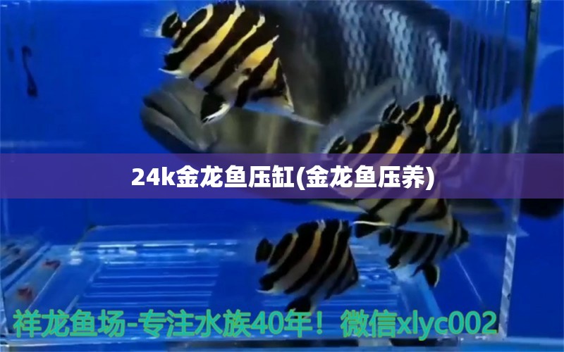 24k金龙鱼压缸(金龙鱼压养) 全国水族馆企业名录