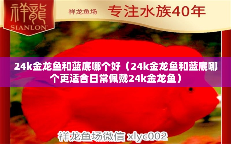 24k金龙鱼和蓝底哪个好（24k金龙鱼和蓝底哪个更适合日常佩戴24k金龙鱼） 水族问答 第2张