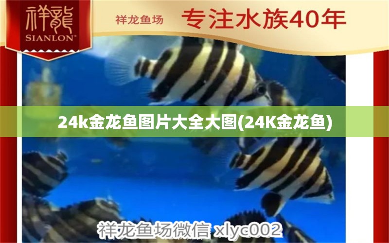 24k金龙鱼图片大全大图(24K金龙鱼) 银古鱼苗