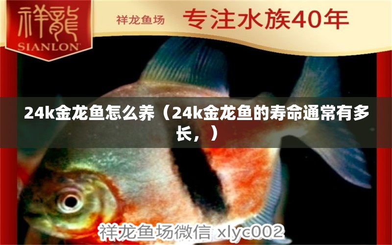 24k金龙鱼怎么养（24k金龙鱼的寿命通常有多长，） 水族问答 第1张