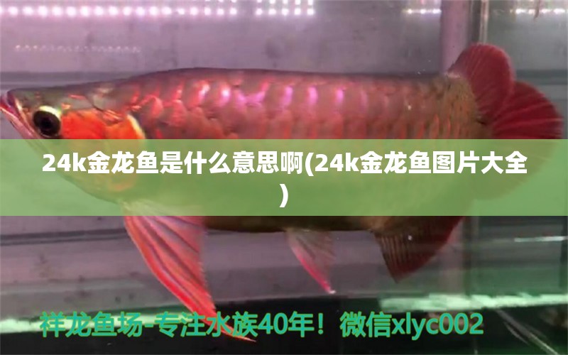 24k金龙鱼是什么意思啊(24k金龙鱼图片大全)