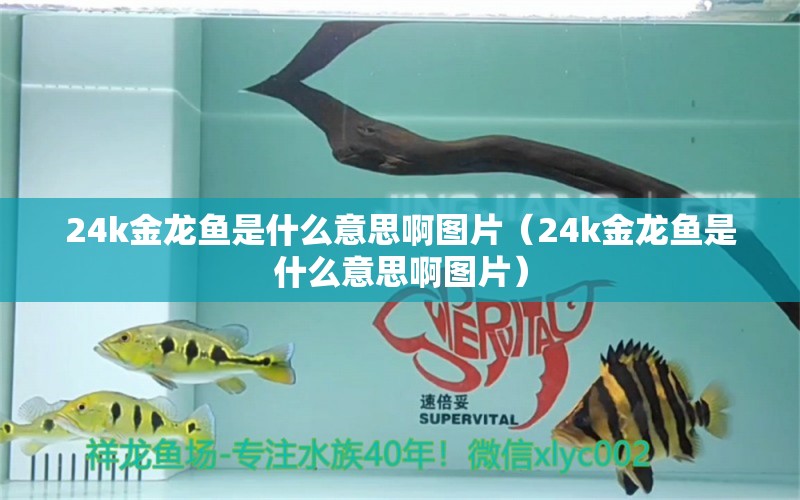 24k金龙鱼是什么意思啊图片（24k金龙鱼是什么意思啊图片） 观赏鱼市场（混养鱼）