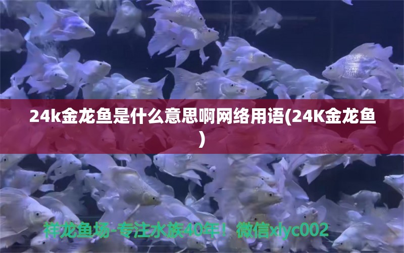 24k金龙鱼是什么意思啊网络用语(24K金龙鱼) 超血红龙鱼