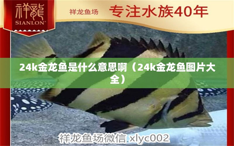 24k金龙鱼是什么意思啊（24k金龙鱼图片大全）