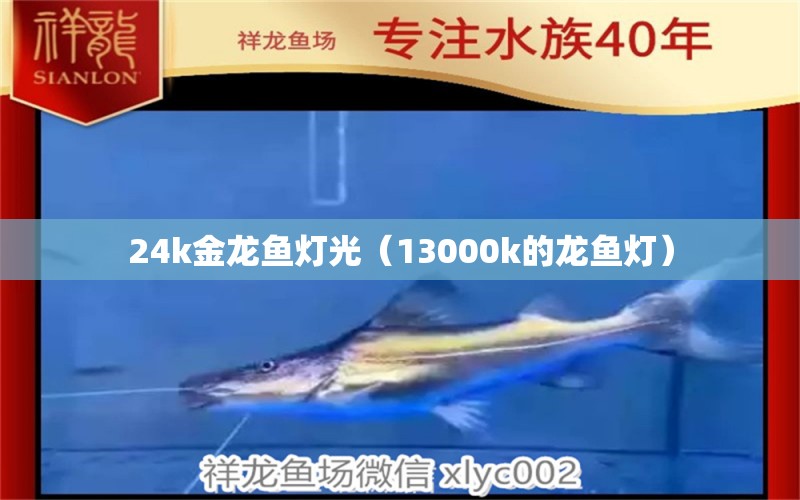 24k金龙鱼灯光（13000k的龙鱼灯） 虎纹银版鱼 第1张