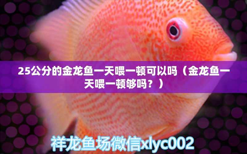 25公分的金龙鱼一天喂一顿可以吗（金龙鱼一天喂一顿够吗？） 水族问答 第1张