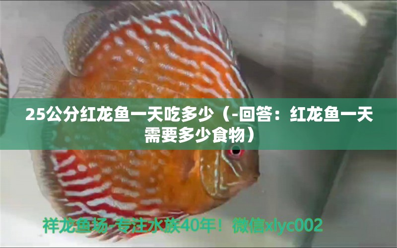 25公分红龙鱼一天吃多少（-回答：红龙鱼一天需要多少食物） 水族问答 第1张