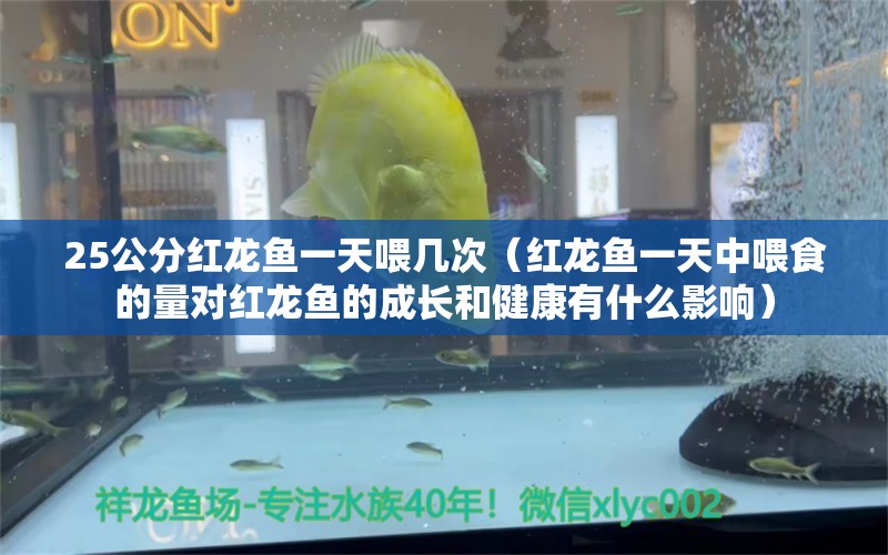 25公分红龙鱼一天喂几次（红龙鱼一天中喂食的量对红龙鱼的成长和健康有什么影响） 水族问答 第1张