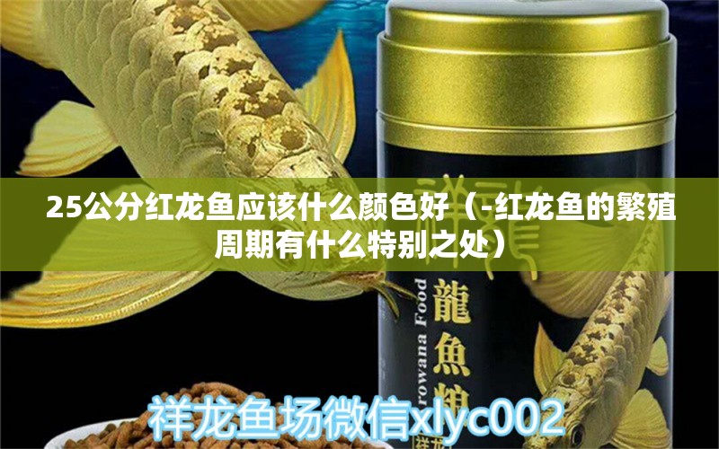 25公分红龙鱼应该什么颜色好（-红龙鱼的繁殖周期有什么特别之处） 水族问答 第1张