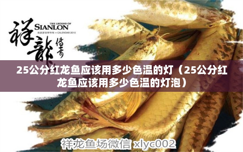 25公分红龙鱼应该用多少色温的灯（25公分红龙鱼应该用多少色温的灯泡） 印尼红龙鱼