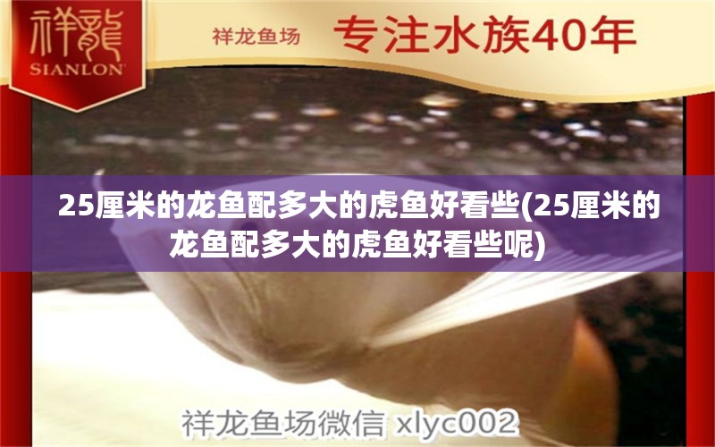 25厘米的龙鱼配多大的虎鱼好看些(25厘米的龙鱼配多大的虎鱼好看些呢)